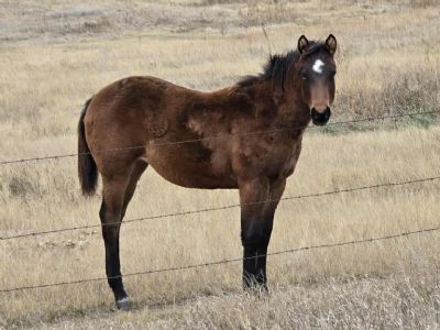 Galadriel Topsail JW <BR>AQHA PENDING